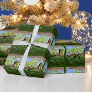Papier Cadeau Canard colvert et canetons-Nage par Shirley Taylor