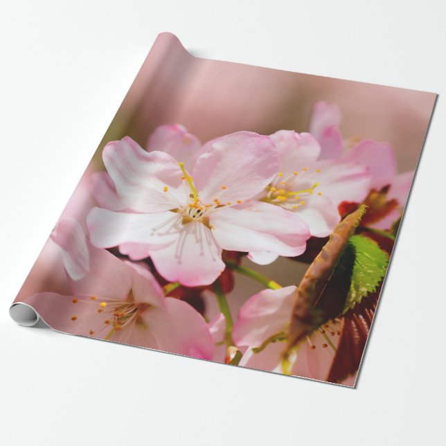 Papier Cadeau Charmin Sakura Fleurs Sur Rose, Rose, Rose (Déroulé)