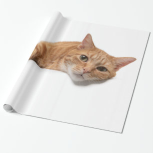 Papier Cadeau Chat Orange Posé En Bas