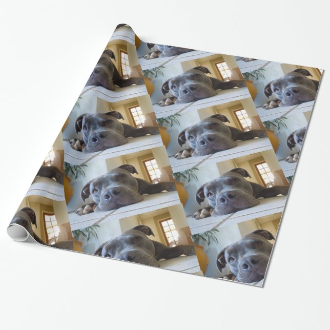 Papier Cadeau Chien Brown Editable de Pitbull (Déroulé)