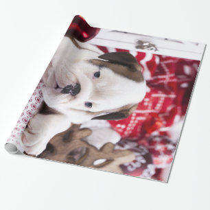 Papier Cadeau Chien-chien anglais mignon   Noël drôle