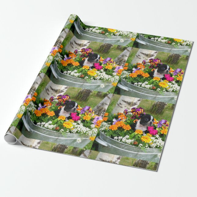 Papier Cadeau Chien de Boston Terrier (Déroulé)