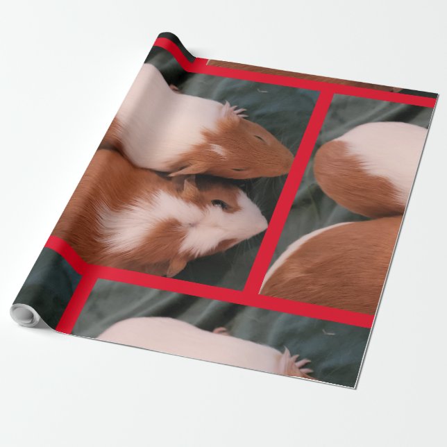 Papier Cadeau cobaye (Déroulé)