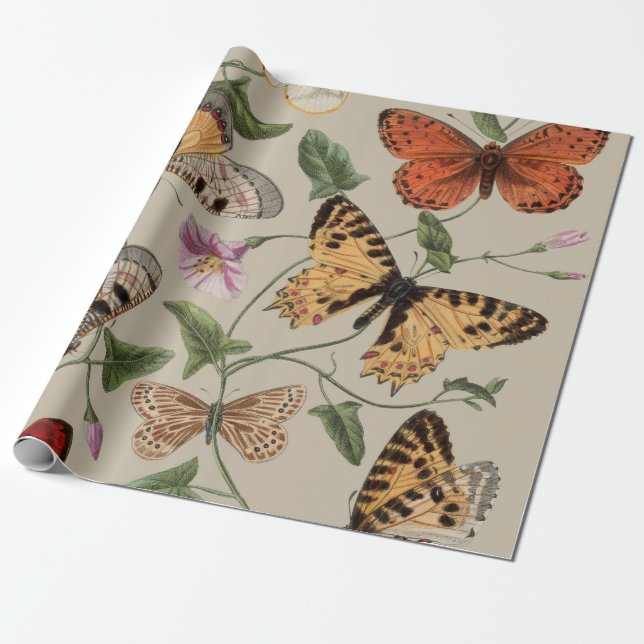 Papier Cadeau Collection de la papillon Moth Nature Dessin (Déroulé)