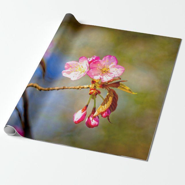 Papier Cadeau Composition Naturelle Des Fleurs Sakura (Déroulé)