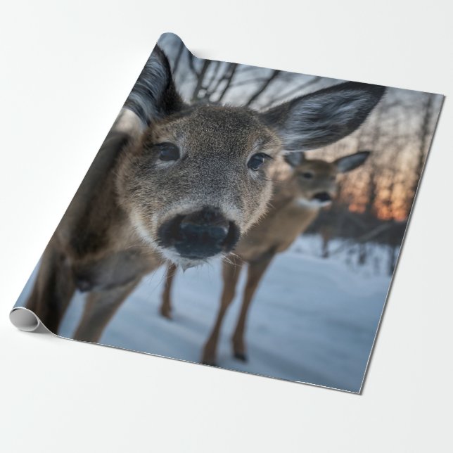 PAPIER CADEAU COUCHER DE SOLEIL SANS PRIX AVEC VIE SAUVAGE (Déroulé)