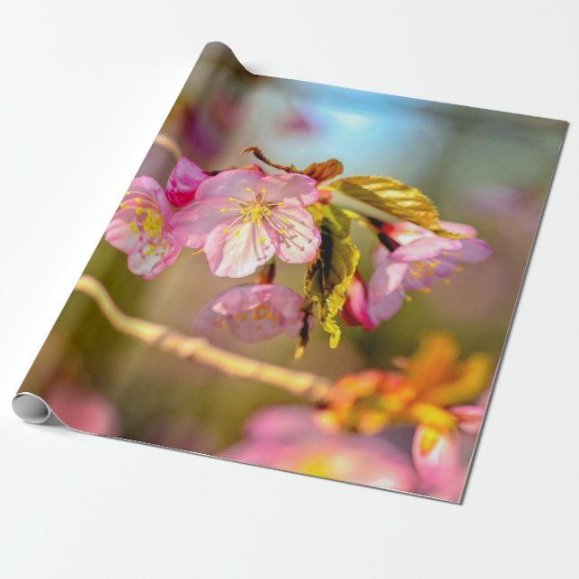 Papier Cadeau Couleurs Chaudes Des Fleurs Sakura Au Printemps (Déroulé)