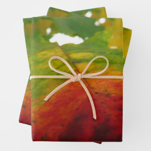 Papier Cadeau Couleurs de la feuille d'érable Automne Photograph