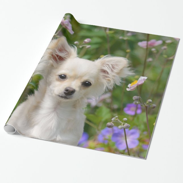 Papier Cadeau Crème lounghair mignonne Chihuahua Chien Chiot Chi (Déroulé)