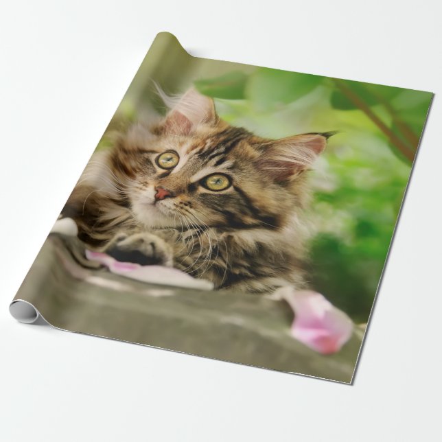 Papier Cadeau Cute Portrait Maine Cat Cat Kitten dans un jardin (Déroulé)