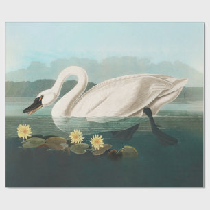 Papier Cadeau cygne audubon cygnes d'eau blanche