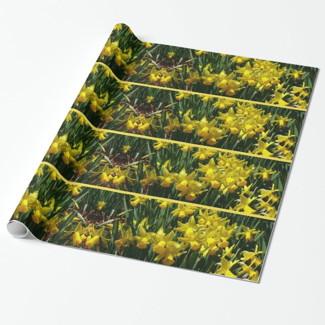 Papier Cadeau Daffodiles Jaunes I Fleurs De Printemps Cheveux (Déroulé)