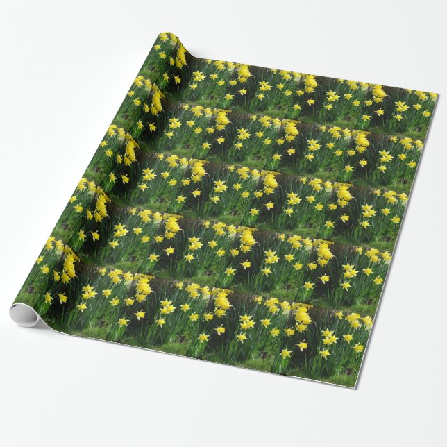 Papier Cadeau Daffodiques de printemps (Déroulé)
