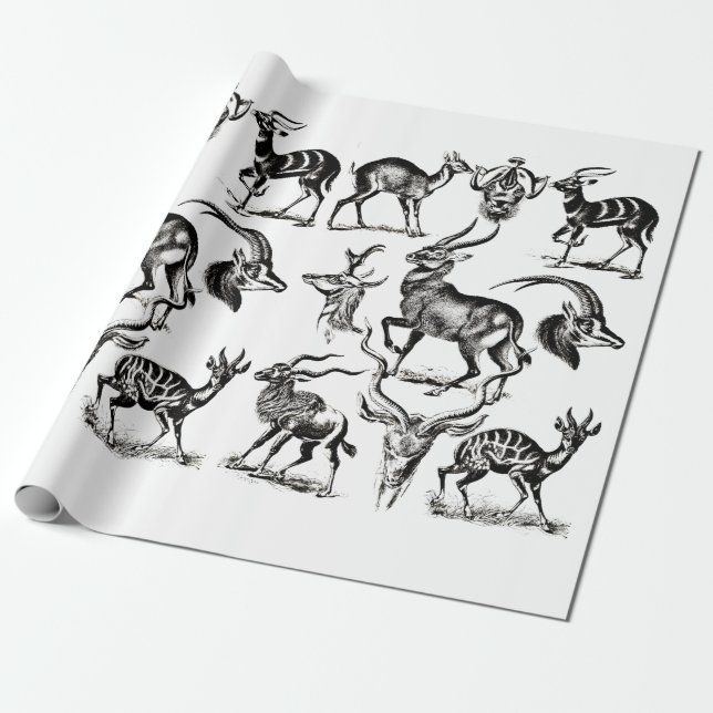 Papier Cadeau Deer Buck Antelope Animaux faune Illustrations (Déroulé)