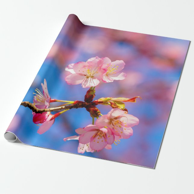 Papier Cadeau Délicat Sakura Beauté contre le ciel bleu (Déroulé)