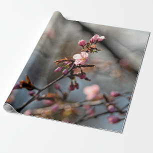 Papier Cadeau Des Fleurs Sakura illuminées contre le ciel nuageu