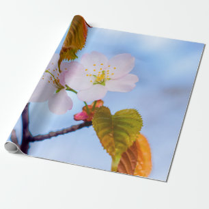 Papier Cadeau Deux Fleurs Sakura De Couleur Rose Pâle Au Printem