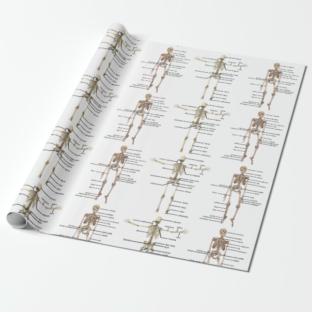 Papier Cadeau Diagramme médical squelettique humain d'anatomie (Déroulé)