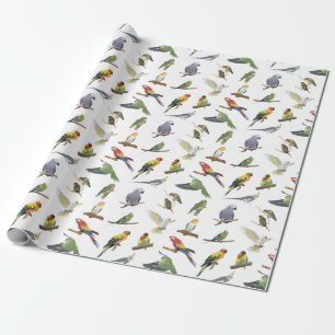 Papier Cadeau Divers perroquets colorés