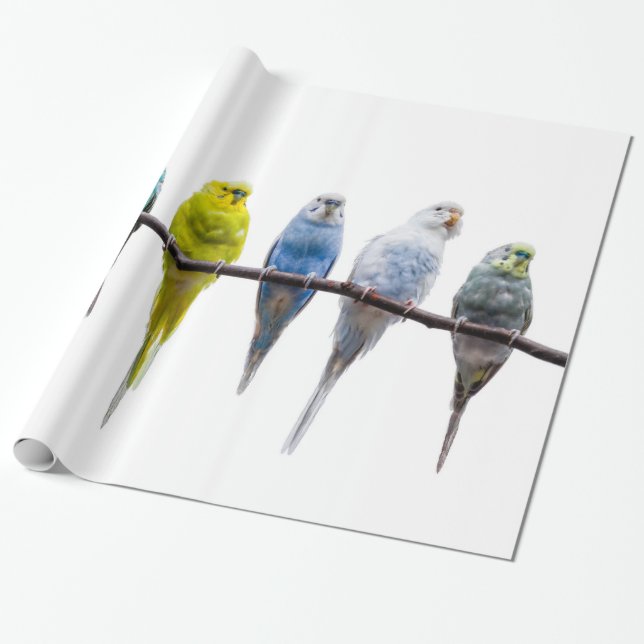 Papier Cadeau Économies (Déroulé)