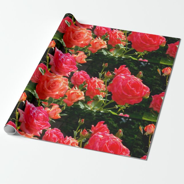 Papier Cadeau Elégant corail rouge orange rose jardin rose (Déroulé)