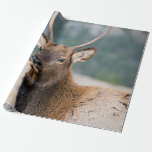 PAPIER CADEAU ELK IN ROCKY MOUNTAIN NATIONAL PARK - ELK HERDS GR