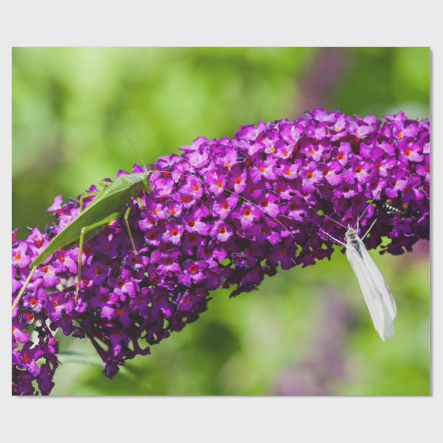 Papier Cadeau énergie katydone (Plat)