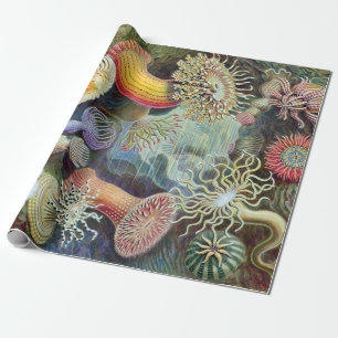 Papier Cadeau Ernst Haeckel Kunstformen der Natur Actiniae