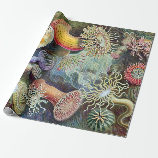 Papier Cadeau Ernst Haeckel Kunstformen der Natur Actiniae (Déroulé)