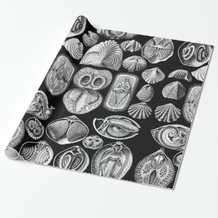 Papier Cadeau Ernst Haeckel Spirobranchia
