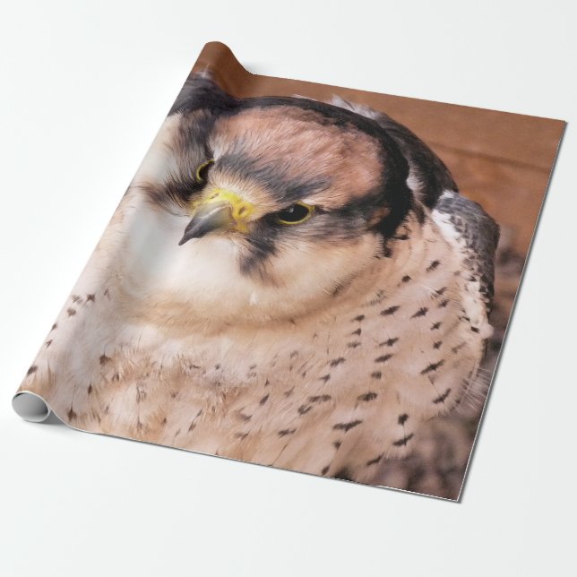 PAPIER CADEAU FAUCON LANNER (Déroulé)