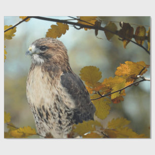 Papier Cadeau Faune Red Tail Hawk Automne Photo