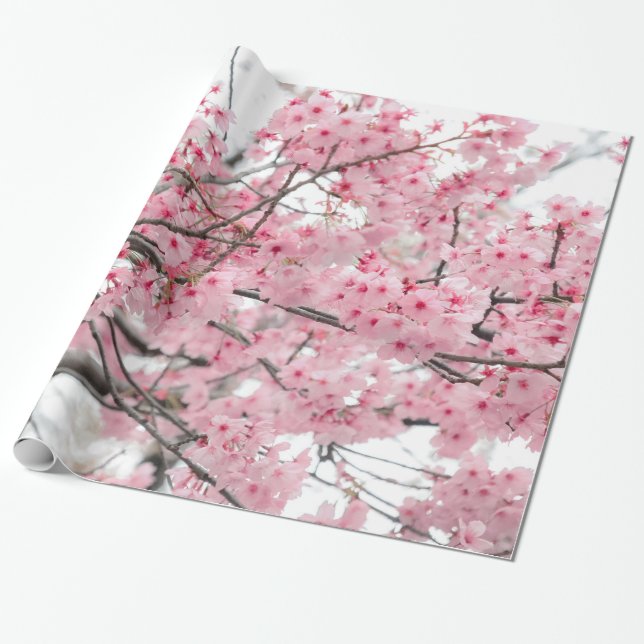 Papier Cadeau Festival de Hansami du printemps, fleurs de cerisi (Déroulé)