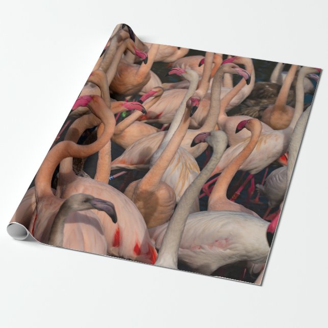 Papier Cadeau Flamant rose photo de la foule Papier à envelopper (Déroulé)
