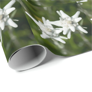 Papier Cadeau Fleur alpine d'edelweiss