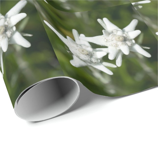 Papier Cadeau Fleur alpine d'edelweiss (Coin rond)