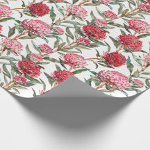Fleur de Waratah Fleur sauvage australienne