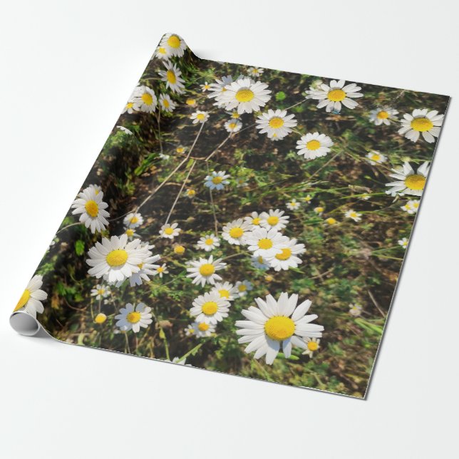 Papier Cadeau Fleurs Chamomiles (Déroulé)