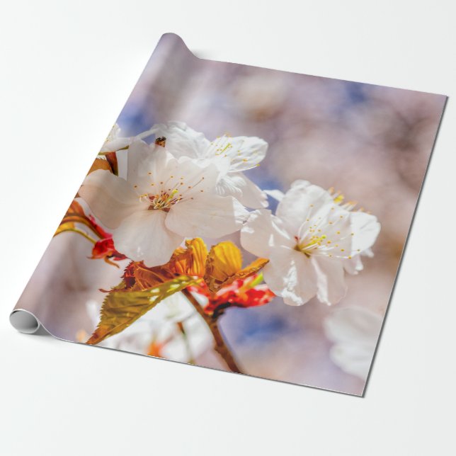Papier Cadeau Fleurs De Sakura Impressionnantes Par Un Jour Enso (Déroulé)