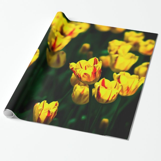 Papier Cadeau Fleurs de tulipe jaune (Déroulé)