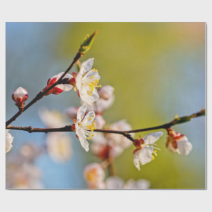 Papier Cadeau Fleurs japonaises d'abricot