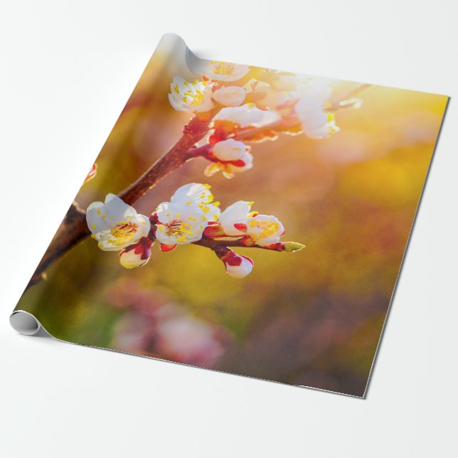 Papier Cadeau Fleurs Japonaises D'Apricot Au Coucher De Soleil O (Déroulé)
