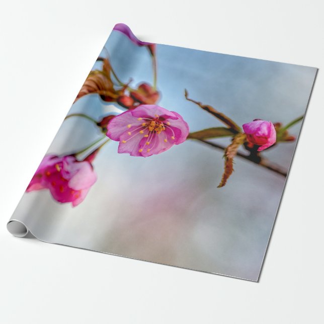 Papier Cadeau Fleurs Sakura Aux Couleurs Douces Roses (Déroulé)