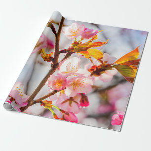 Papier Cadeau Fleurs Sakura Rose Sunlit. Fleurs de cerisiers
