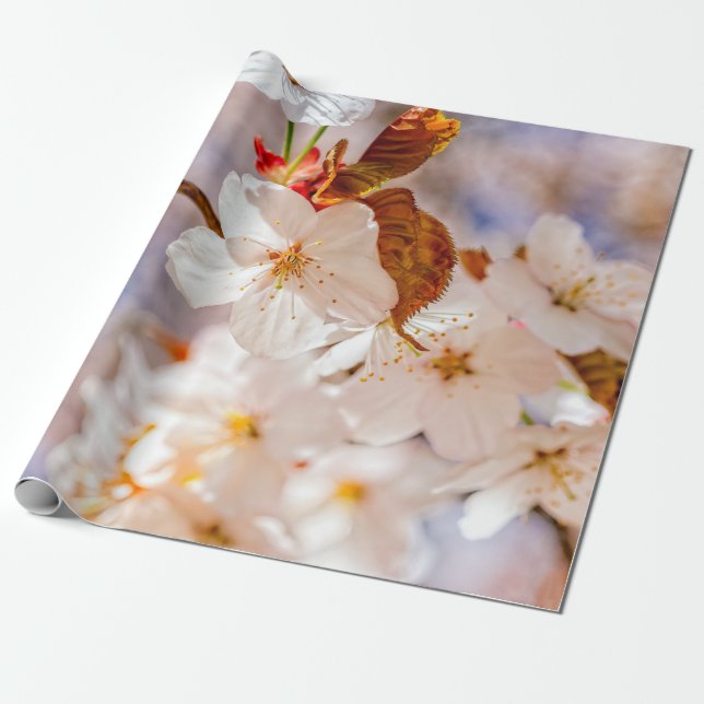 Papier Cadeau Fleurs Sakura Spectaculaires. Saison Hanami (Déroulé)
