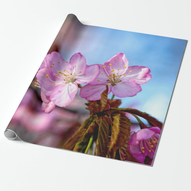 Papier Cadeau Fleurs Sakura Superbes Et Extraordinaires (Déroulé)