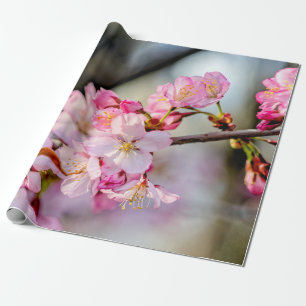 Papier Cadeau Fleurs sucrées Sakura Au Printemps