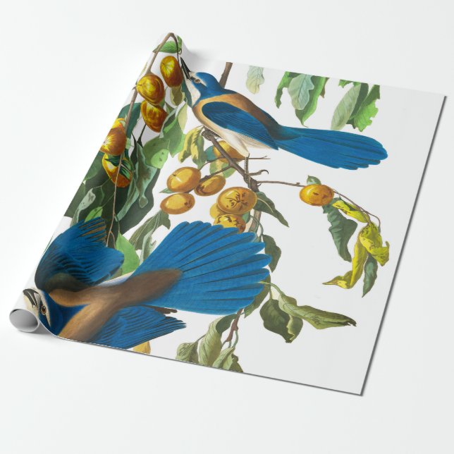 Papier Cadeau Florida Jay par John James Audubon (Déroulé)