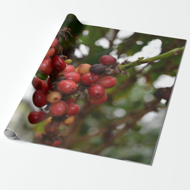 Papier Cadeau Grains de café du Honduras (Déroulé)