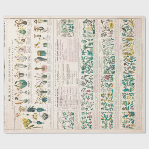 Papier Cadeau Graphique botanique Vintage : Classification des P